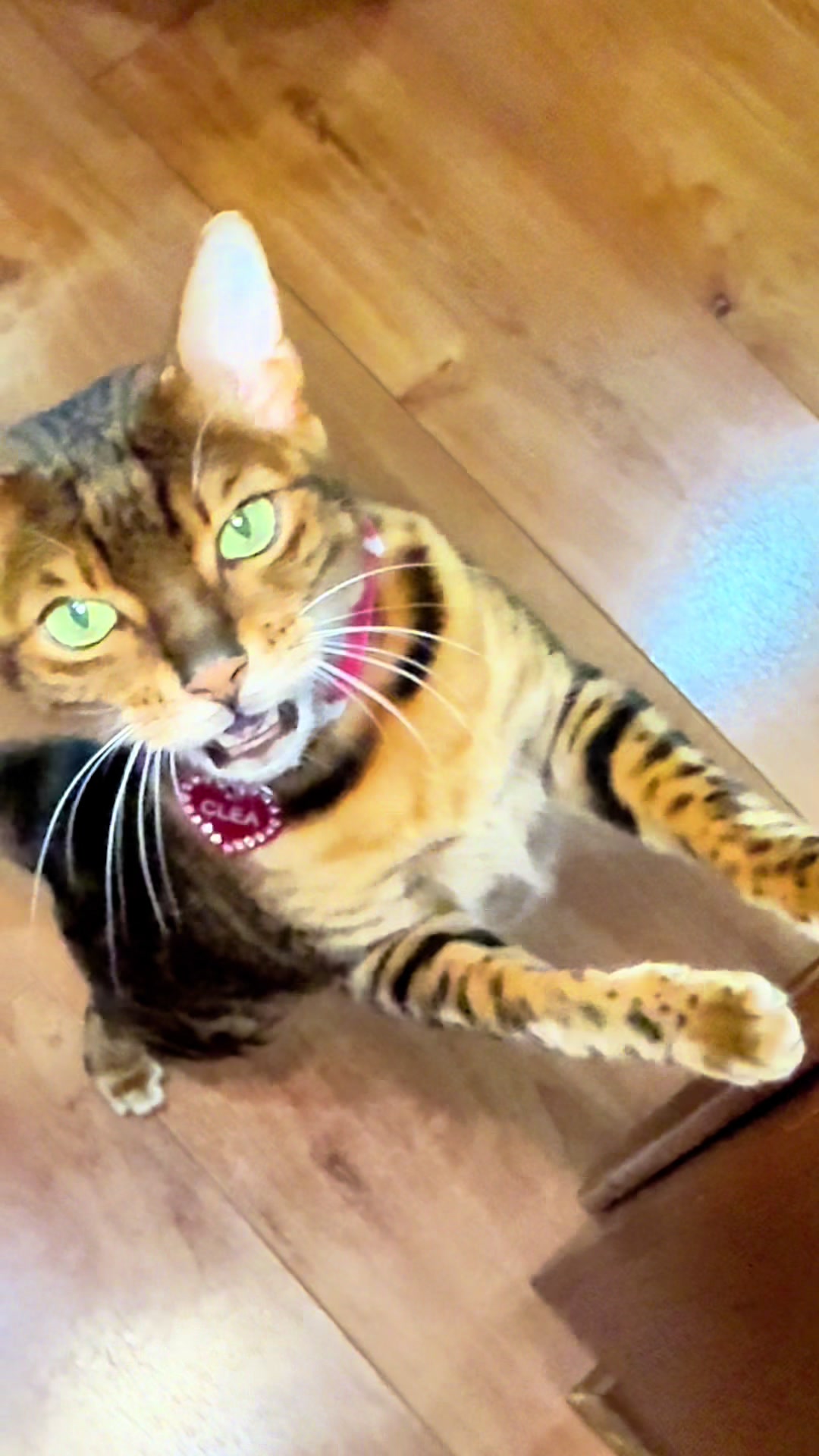 TikTok post by @cleathebengal for King Lou. Caption reads: [...] Tap the link in the video to stock up. @King....