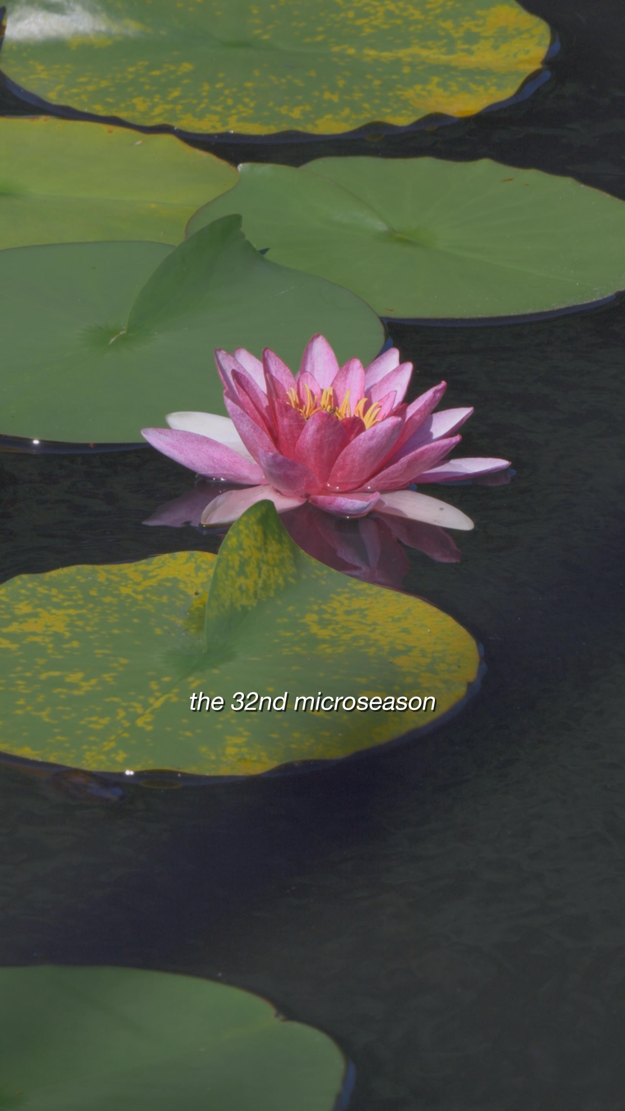 Instagram post by @down2forage for PANGAIA. Caption reads: [...] blossoms. In partnership with nature....