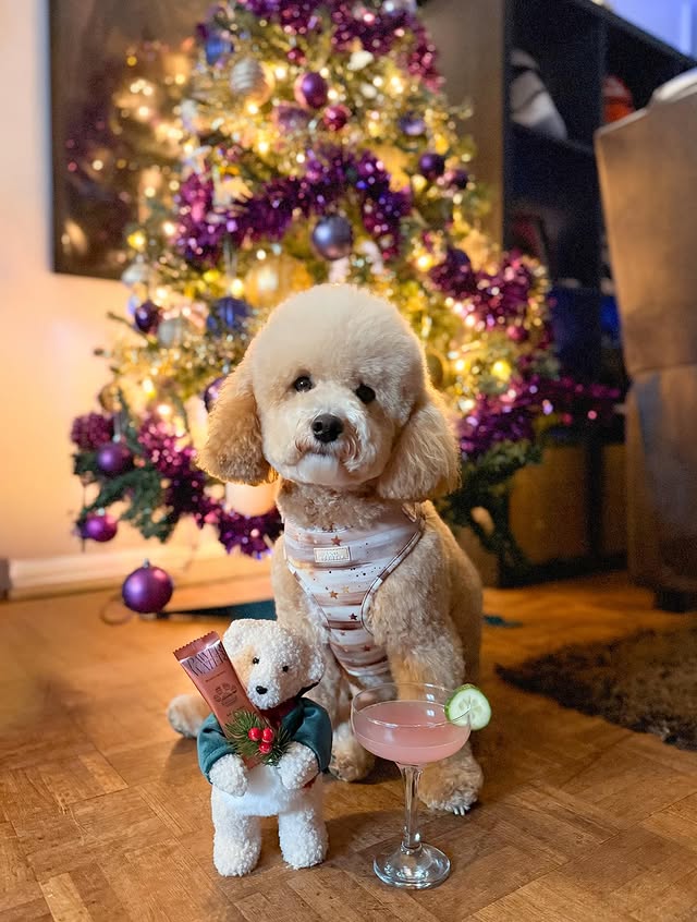 Instagram post by @poppy_n_basil for Pawer Water. Caption reads: [...] so thankfully I’ve been sipping my....