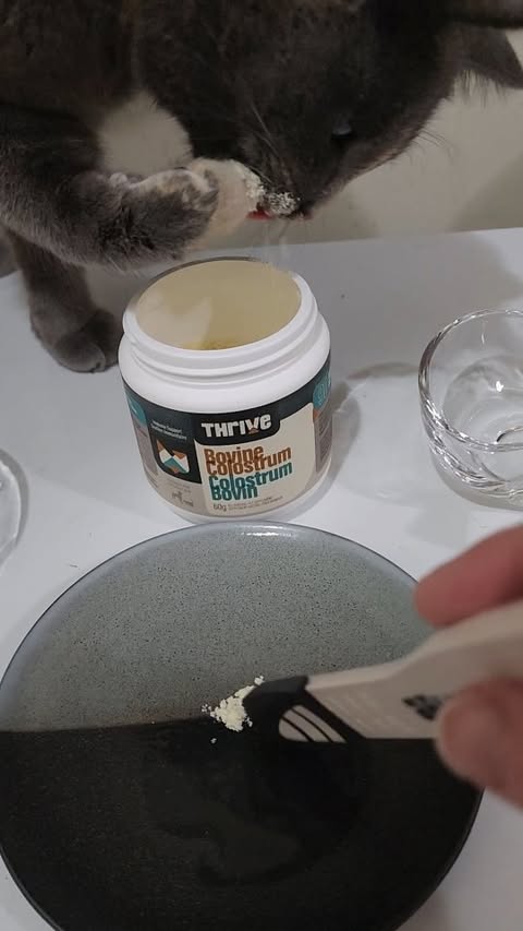 Instagram post by @juniper.the.isabella.gsd for BIG COUNTRY RAW. Caption reads: [...] 🤤 [partner] #thrivesupplements....