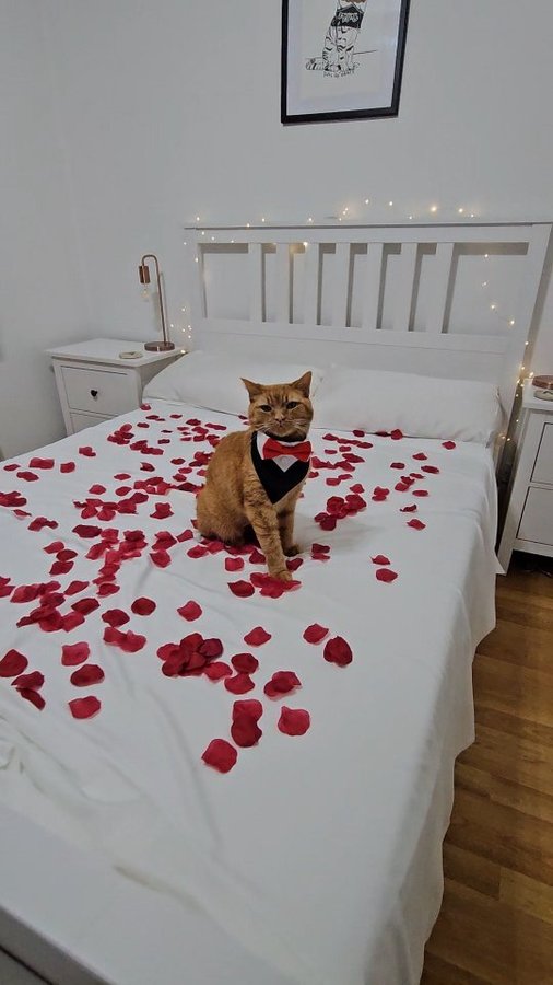 Instagram post by @magnus_the_orange for slashop. Caption reads: We absolutely love this bedding from....