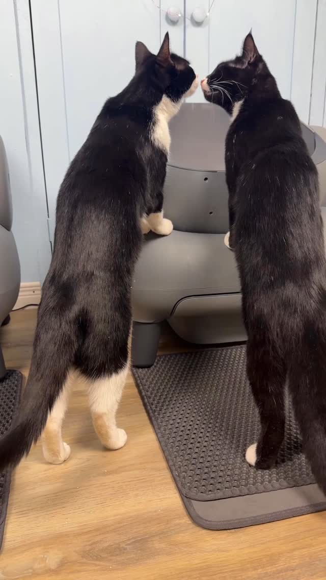 Instagram post by @fitzcapades for Neakasa. Caption reads: Gift for Vladdie
@neakasa.tech 
Fitz - 1.5 years....