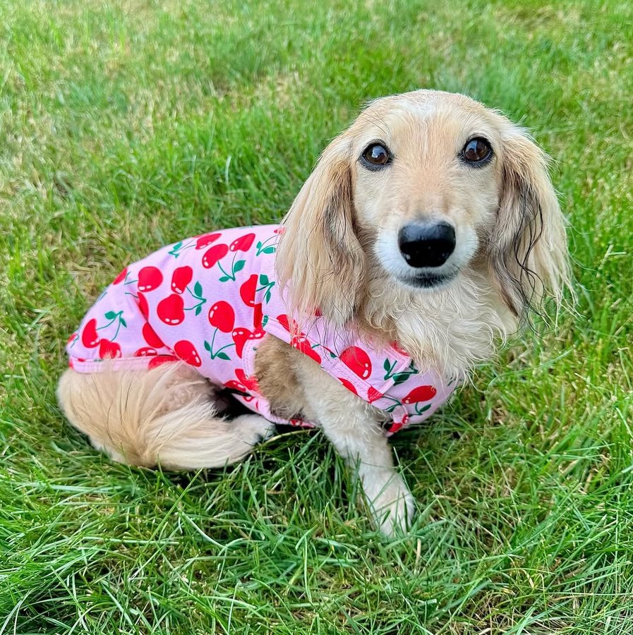 Instagram post by @itslucythedoxie for Fitwarm. Caption reads: [...] cute in my new UV protection vest from....