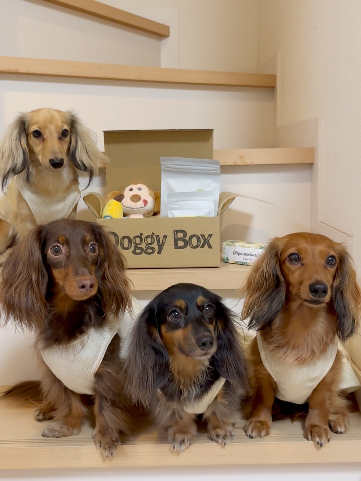 Instagram post by @nico._.oto.iro for Doggy Box. Caption reads: 大好きな　@doggybox_jp....