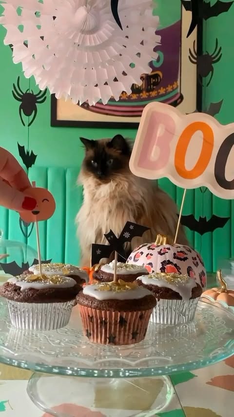 Instagram post by @maisieviolet_rees for Meri Meri. Caption reads: [...] leopard print pumpkin!) and THE cutest....