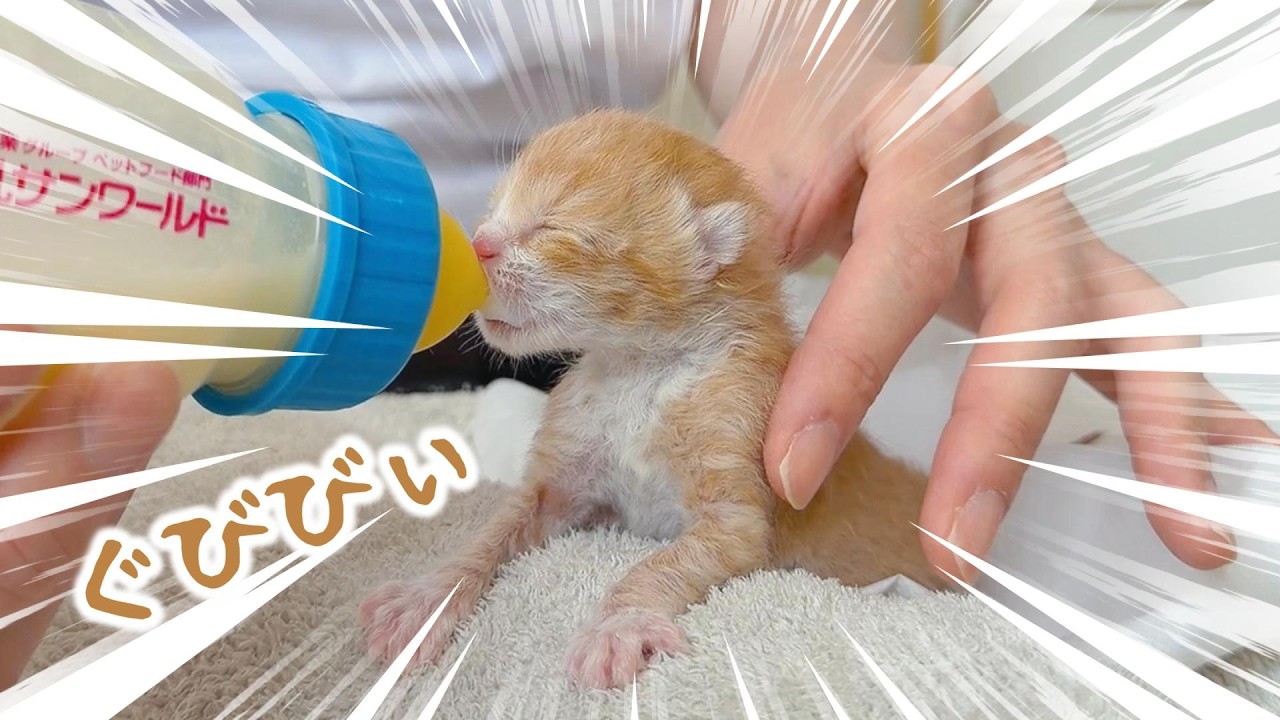 YouTube post by @nekodea for OtoLogic. Caption reads: The Full-Time Job of Newborn Kittens with....