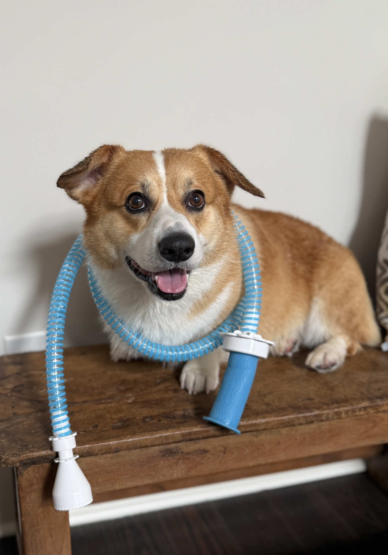 TikTok post by @gulfcoastcarlos for Rinseroo. Caption reads: @Rinseroo™ sent Frito Feet the coolest hose for....