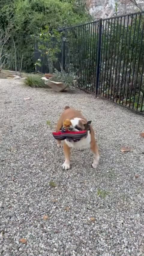 Instagram post by @piabaroncini for Sundays for Dogs. Caption reads: [...] about what we feed them. We love....