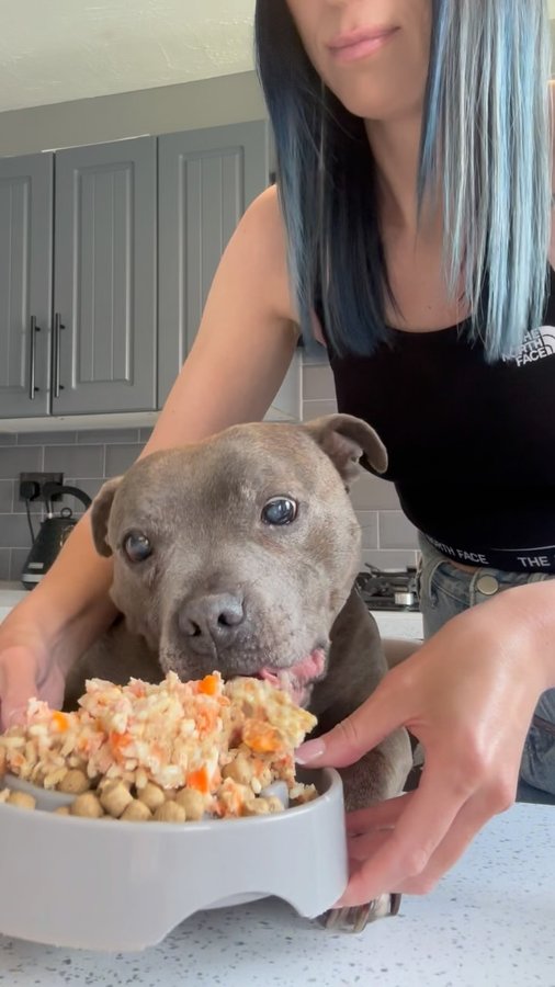 Instagram post by @bluestaffyboulder for Burns Pet Food. Caption reads: It’s breakfast o’clock and mum is serving me up my....