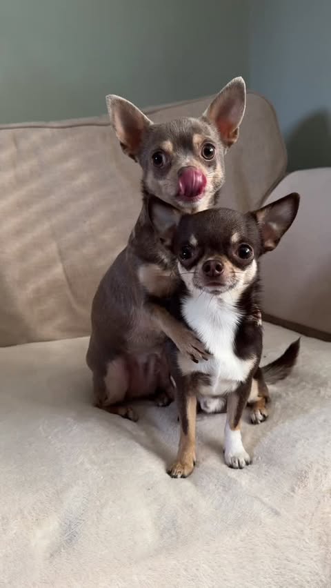 Instagram post by @mila.the.chi for Arden Grange. Caption reads: Ad Mila and her tricks 😅she pull them all out of....