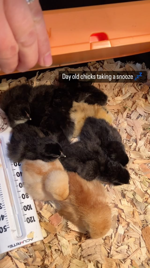 Instagram post by @pappydaysranch for Chickcozy. Caption reads: [...] them! If you’re ever interested in the....