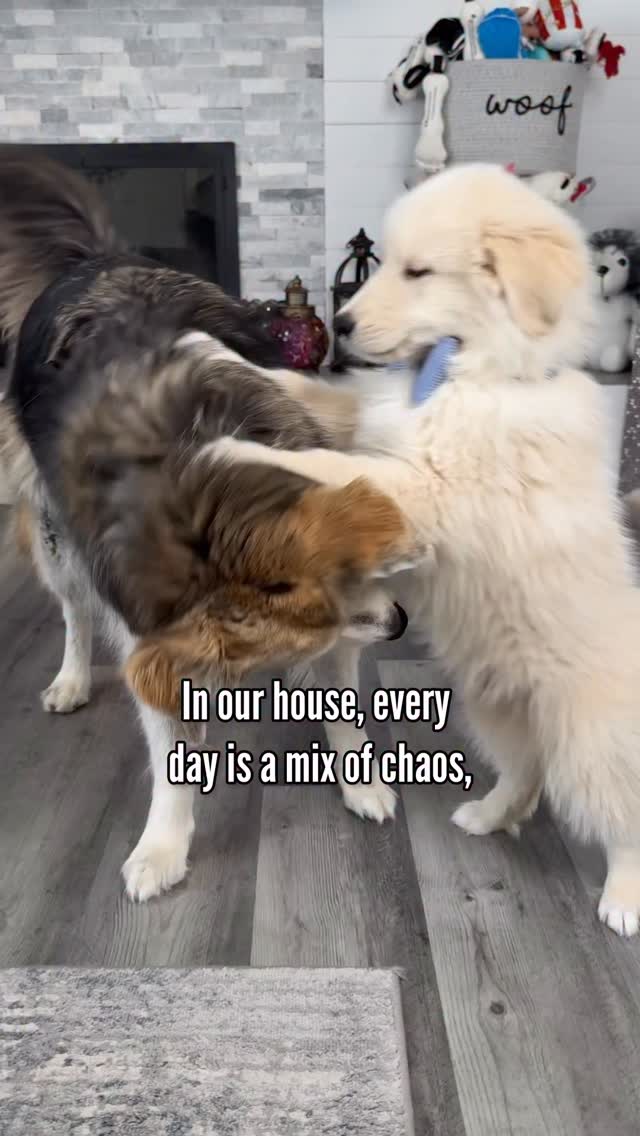 Instagram post by @halfhuskybros for Zoetis Petcare. Caption reads: The Zoetis Petcare newsletter is my go-to resource....