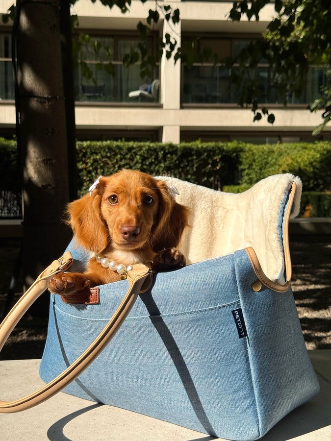 Instagram post by @winniethewienerqueen for Petsfit. Caption reads: Get in loser, we’re going shopping....