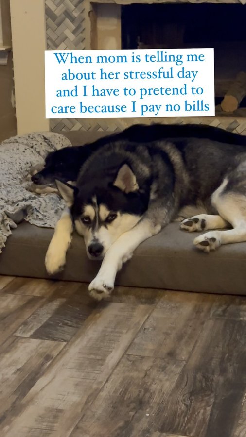 Instagram post by @thedogg_mother for K9 Ballistics. Caption reads: But I really don’t care at....