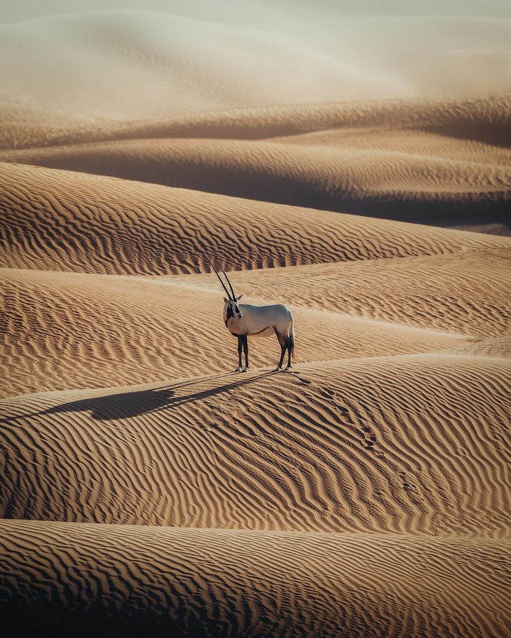 Instagram post by @withluke for Lexar. Caption reads: Sea of Sand ✨ Tune in this Friday to a live online....