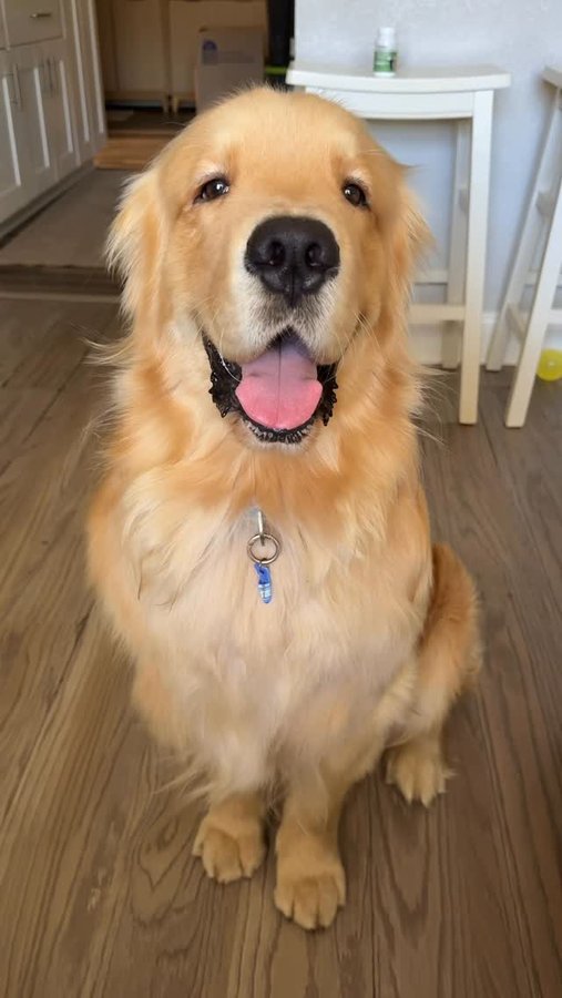 Instagram post by @reefthegolden_ for Vetnique. Caption reads: Restocking one of Reef’s daily must-haves from....