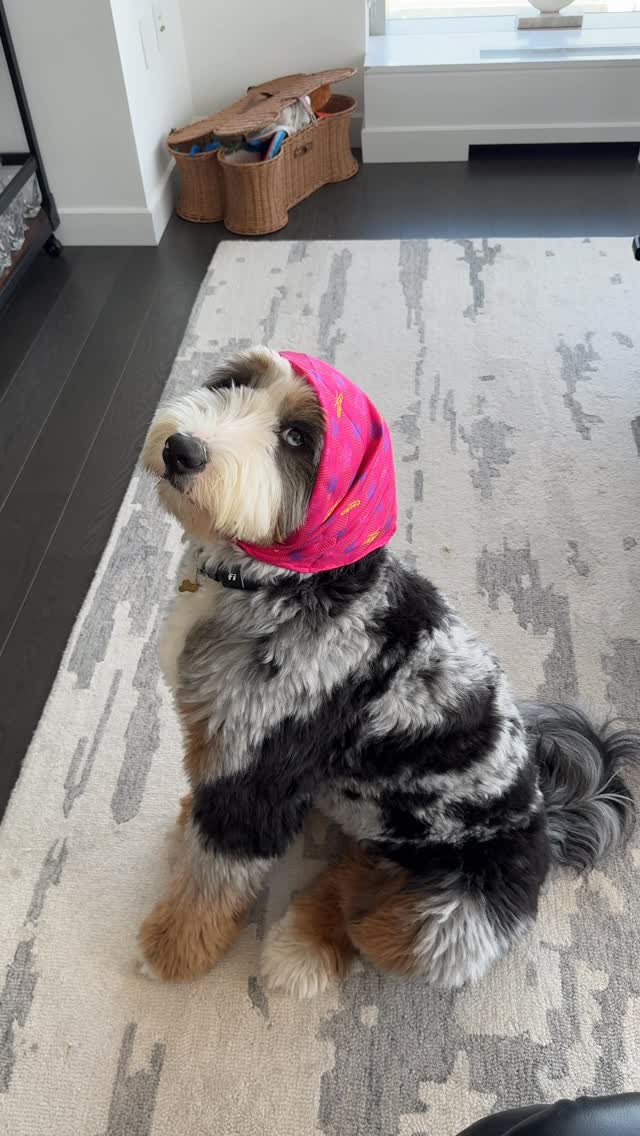 Instagram post by @trufflecosta for Creed Fragrance. Caption reads: Just one of those things.. 🤷🏼‍♀️

#puppy #doodle....