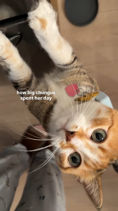 Instagram post by @kayli.kiing for Tractive. Caption reads: [...] out of the van. She used the @Tractive GPS....