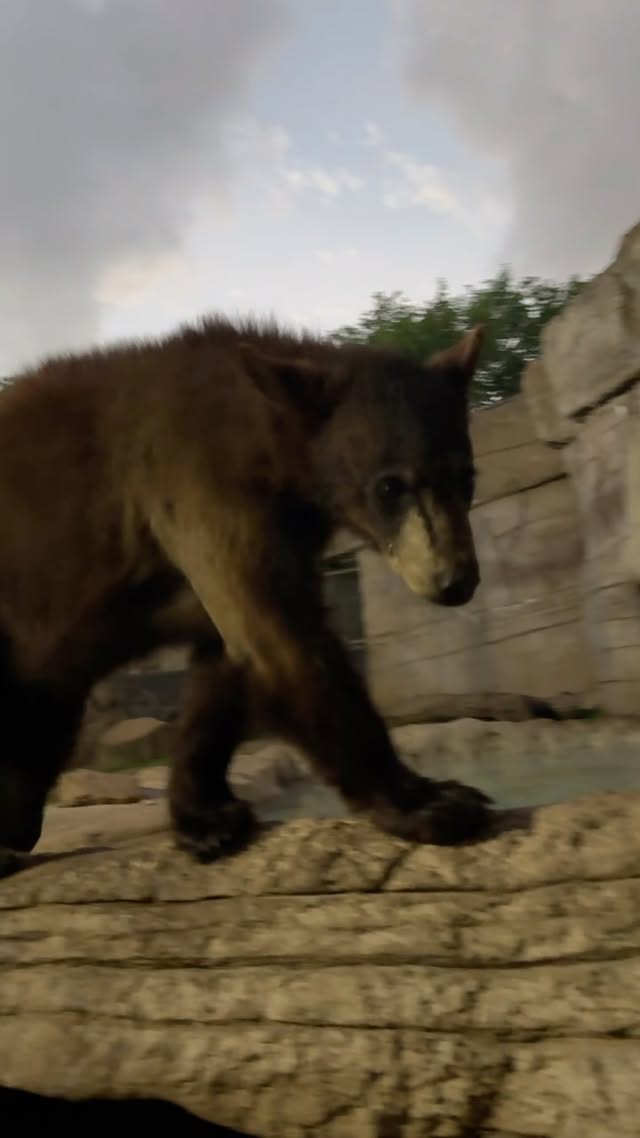 Instagram post by @baylorbearhabitat for NASA. Caption reads: our first dia: astronomical 🌕🌖🌗🌘🌑🌒🌓🌔 when....