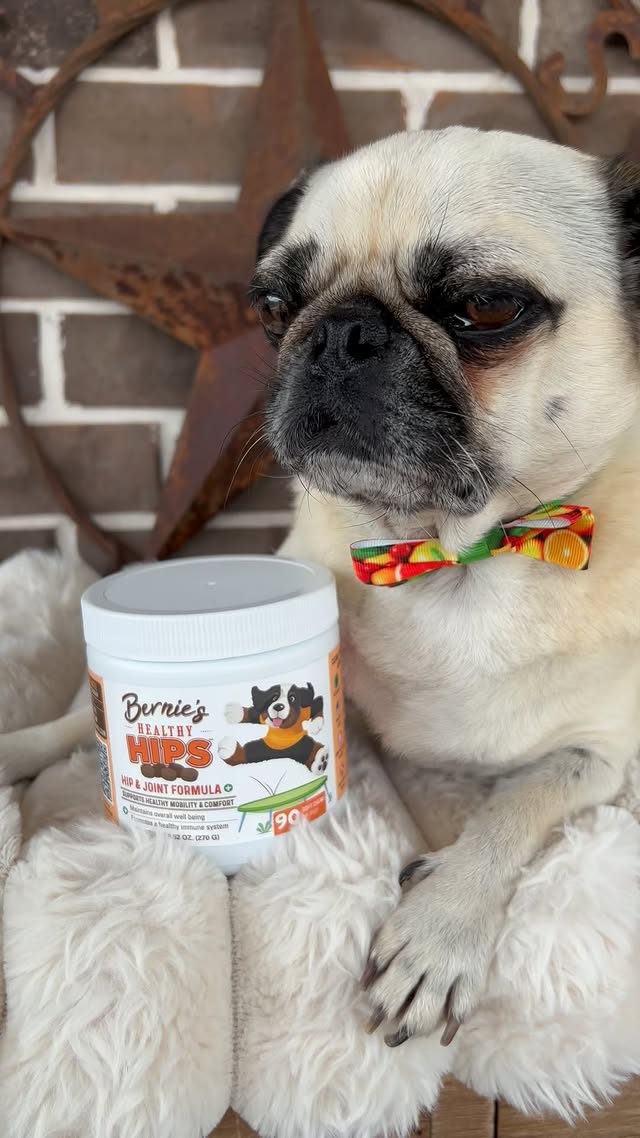 Instagram post by @calvinkleinthepugmodel for Bernie's Best. Caption reads: [...] day ahead! 🐾💙 #adoptdontshop #berniesbest....
