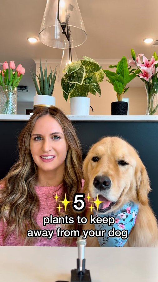 Instagram post by an influencer for VEG (Veterinary Emergency Group). Caption reads: Did you know about all of these plants can be....