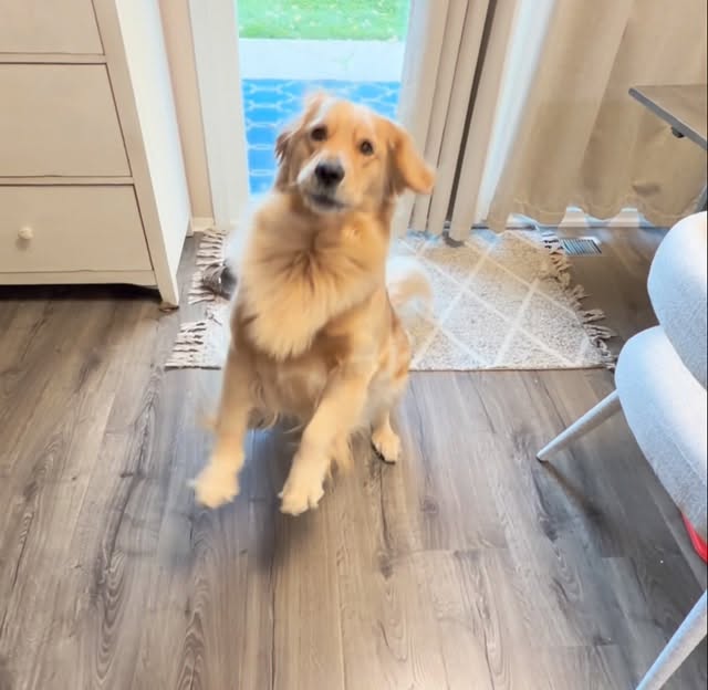 Instagram post by @peachycomet22 for Open Farm Pet. Caption reads: Feed Comet dinner with....