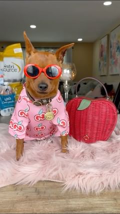 Instagram post by @piperthepin for NutriSource Pet Foods. Caption reads: There’s no better way to spoil one’s self than....