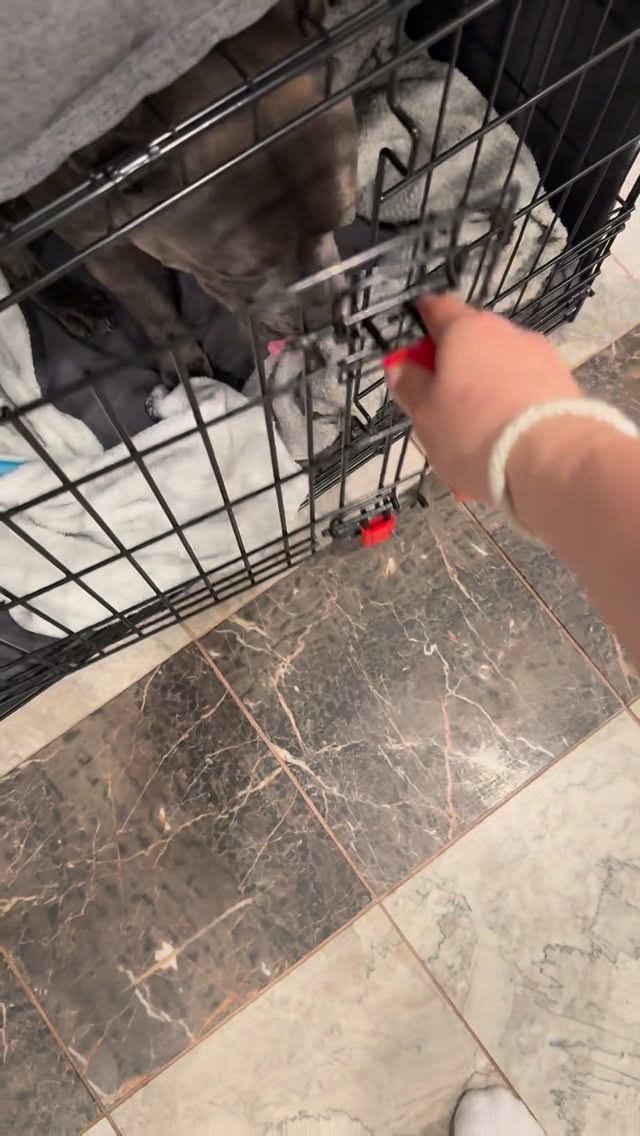 Instagram post by @enzothebluestaffordshire for Sundays for Dogs. Caption reads: Enzo Morning Routine ft. @sundaysfordogs 

I could....