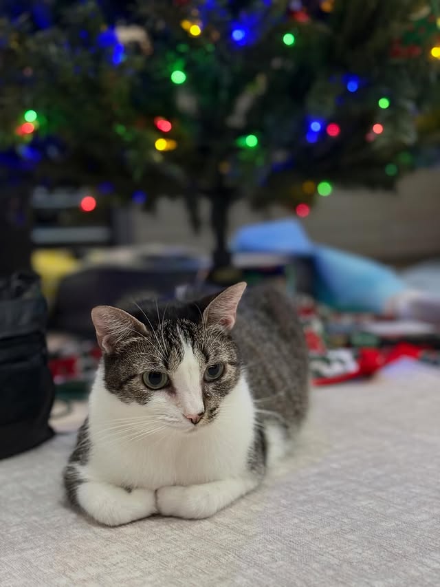 Instagram post by @moana.and.snapple for Cats of Instagram. Caption reads: Moana has been waiting for Santa very closely this....