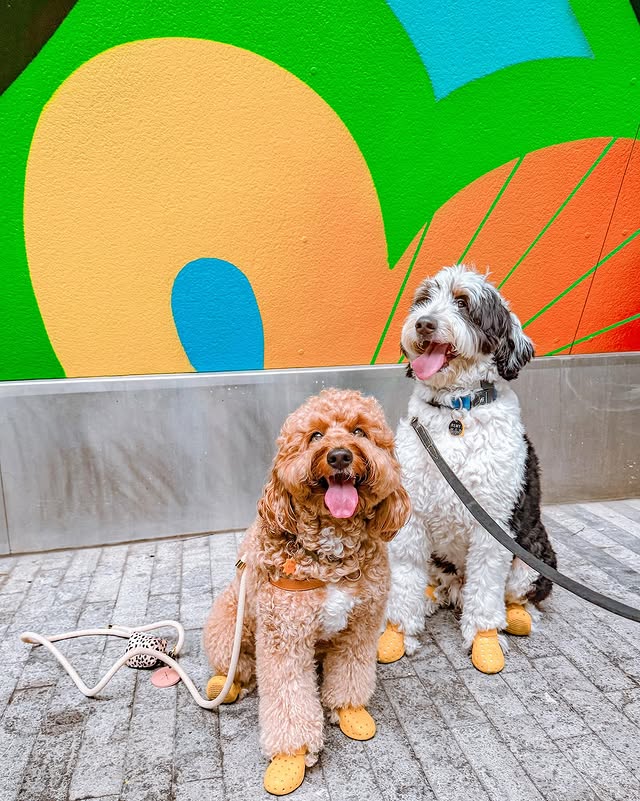 Instagram post by @remyfrombk for wagwear. Caption reads: [...] going on until 7/16? If you spend $100....