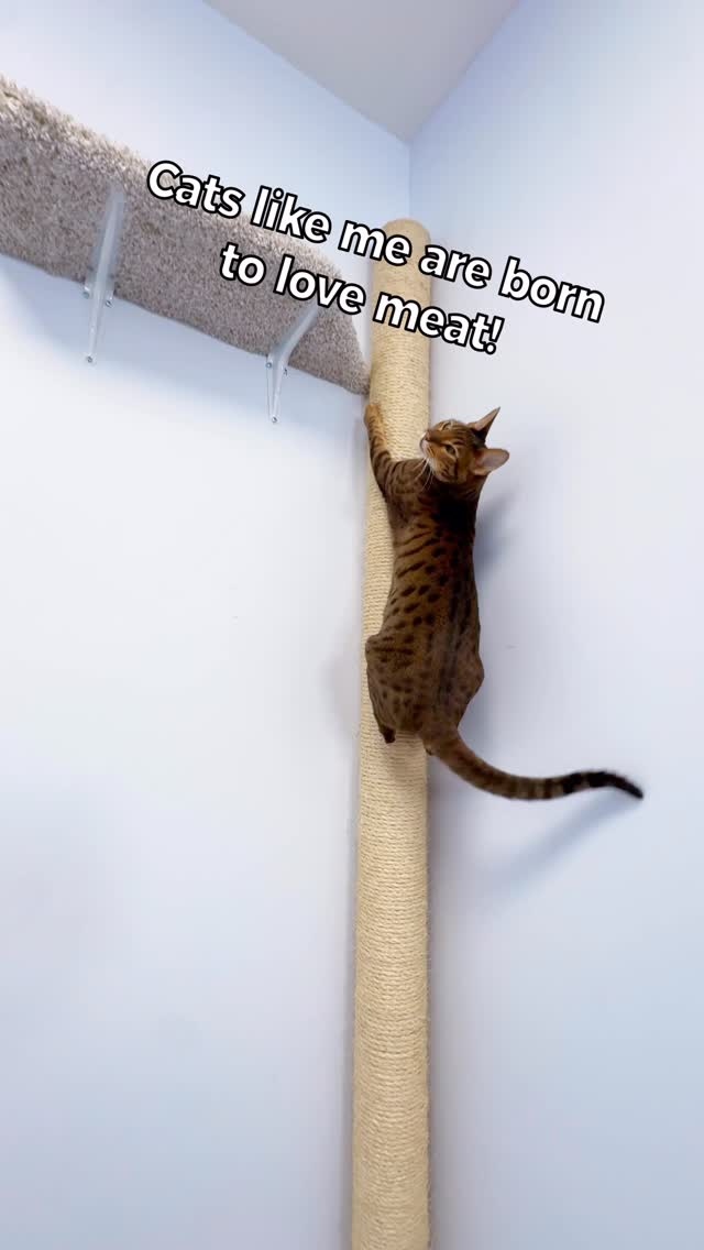 Instagram post by @outdoorsavannah for Blue Buffalo. Caption reads: Duck for dinner 🦆
Raja goes wild for protein and....