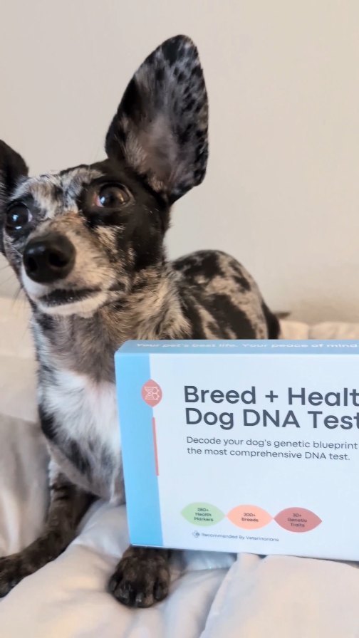 Instagram post by an influencer for Basepaws. Caption reads: [...] about Ollie’s health! The @basepaws Breed +....
