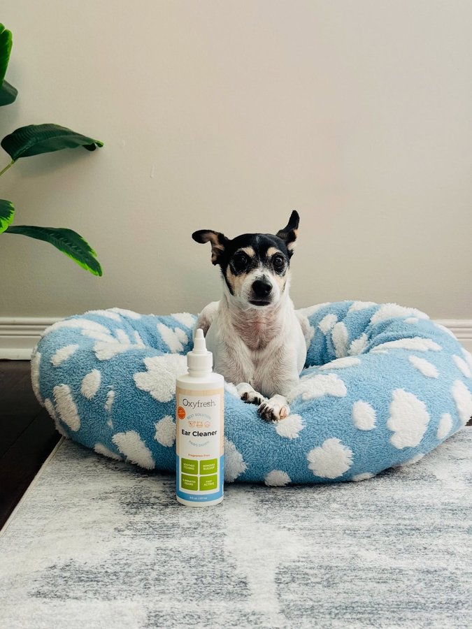 Instagram post by @shadow_and_weezer for Oxyfresh. Caption reads: [...] & soft.
My vibe? Flawless.
My secret?....