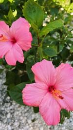 Instagram post by @hannnah.leigh.c for Viva Naturals. Caption reads: [...] in me not to go for a swim 😭 @vivanaturals....