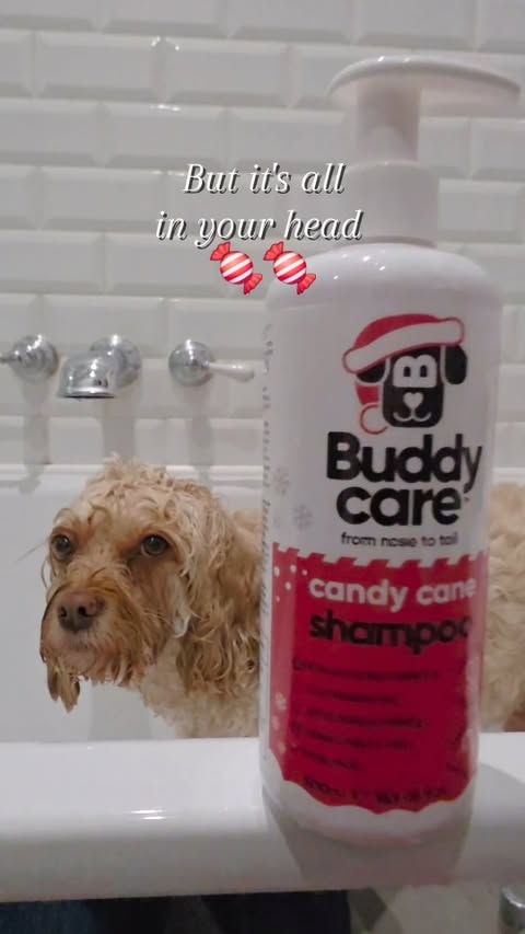 Instagram post by @cooper_miniwoofie for Buddycare Grooming. Caption reads: When @buddycare Candy Cane smells so good.......