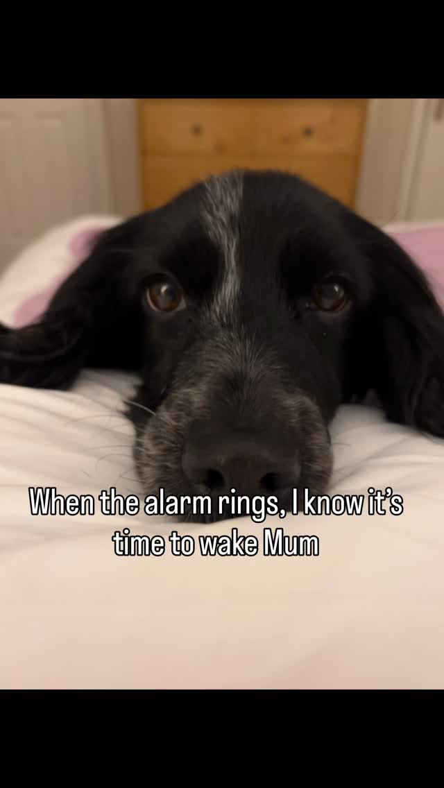 Instagram post by @dollythehearingdog for YuMOVE. Caption reads: I hear the world for my Hoomum 💛
From the first....