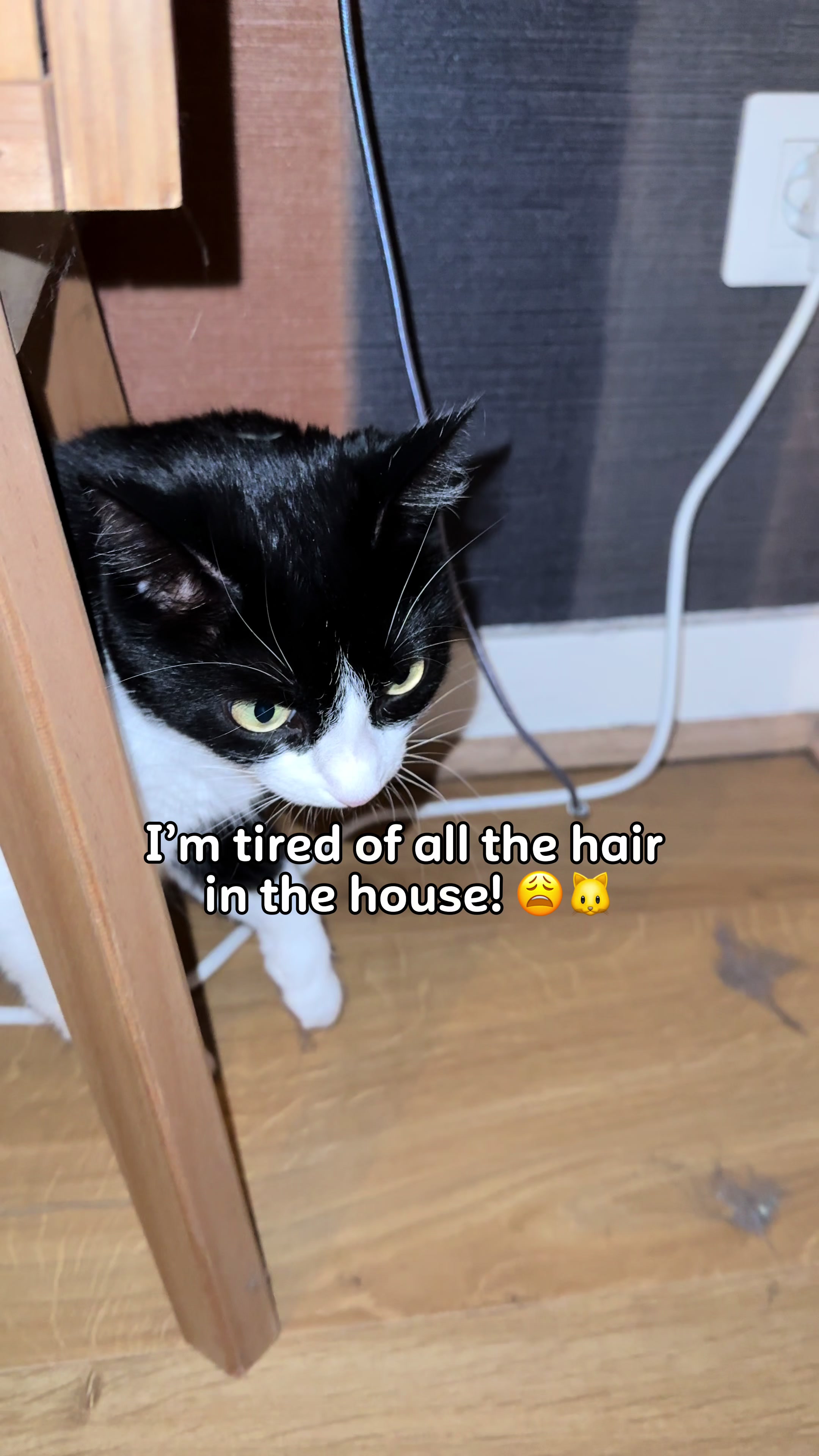 TikTok post by @lilochipie for Kickstarter. Caption reads: My cat Lilo is obsessed with the new PawSwing Neo....