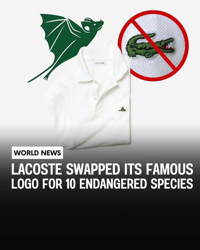 Instagram post by @dubai_homes_ for Lacoste. Caption reads: Lacoste shocked the fashion world by replacing its....