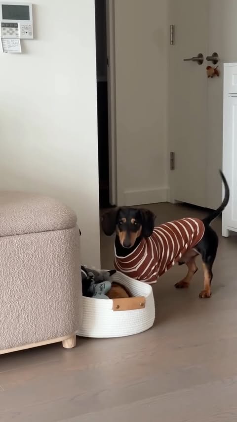 Instagram post by @carlyrivlin for Chewy. Caption reads: [...] in the life of winston bean!! Try @chewy Get....