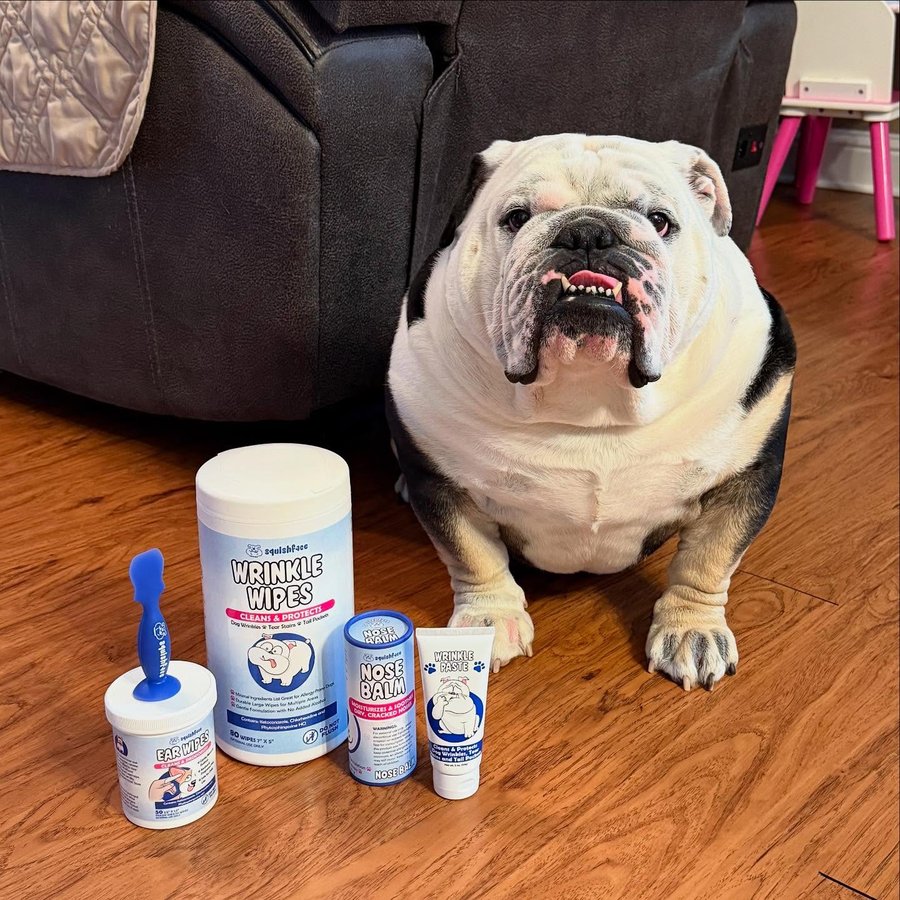 Instagram post by @odiethebullddog for Squishface. Caption reads: [...] way to stay handsome! All thanks to....