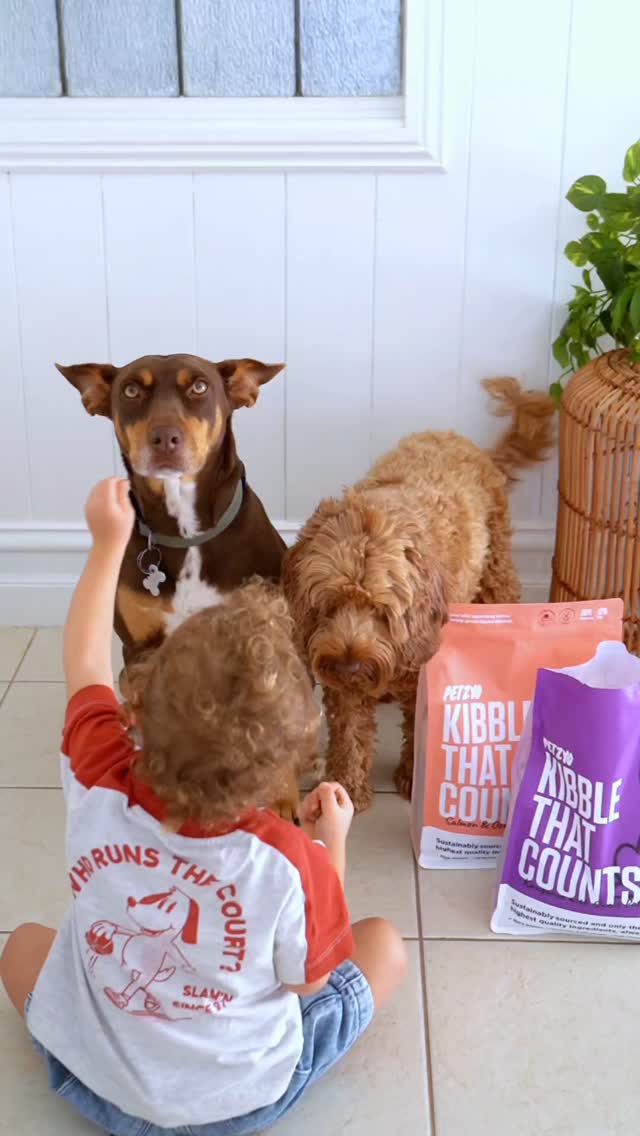Instagram post by @hungrybeargrazing for Noise Producer. Caption reads: Two hungry doggos and the best little helper....