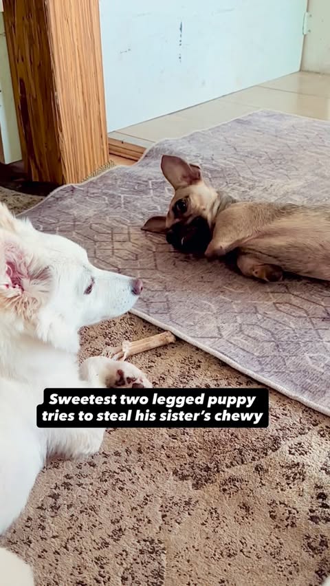 Instagram post by @amira.amiracle for WeRateDogs. Caption reads: This just sums up our little Dumpster Doggy,....