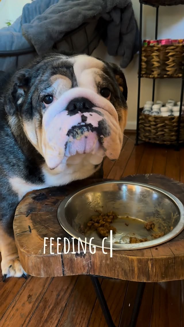 Instagram post by @crixusthebulldog for Native Pet. Caption reads: Feeding Crixus with @nativepet Dog Vitamins &....