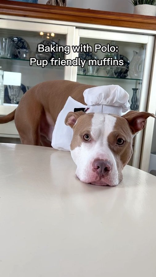 Instagram post by @polothepittie for Optimeal. Caption reads: [...] and turkey muffins inspired by the....
