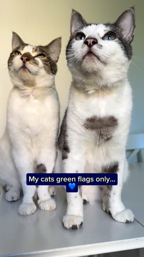 Instagram post by @lady.lola.and.her.boys for Purina. Caption reads: Slow blinks in the morning, gentle cuddles in the....