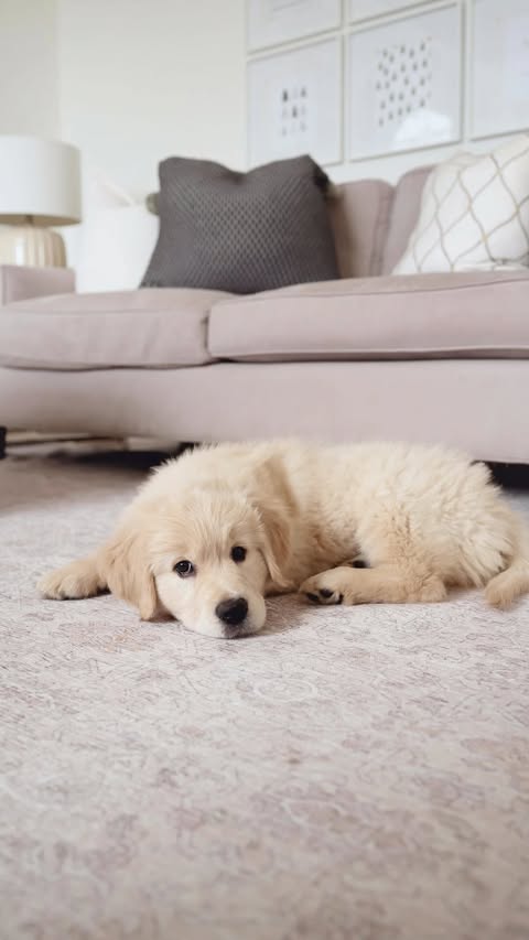 Instagram post by @islapearllife for Tumble Circus. Caption reads: We love to fill our home. With family, friends,....