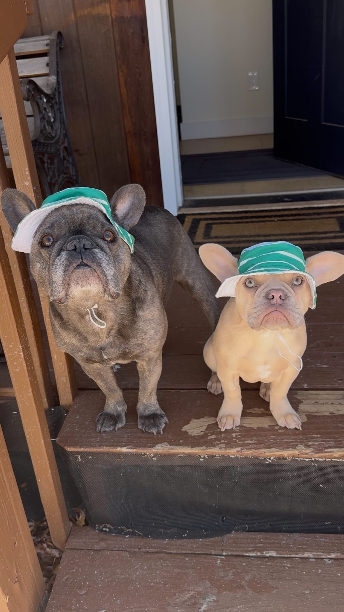 Instagram post by @winstonthefrenchiee_ for Petco. Caption reads: Do you like our new spring time bucket hat from....