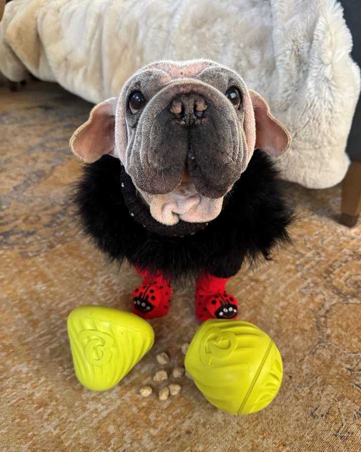 Instagram post by @morkskywalker for Benebone. Caption reads: Mork has partnered with Benebone to show you his....