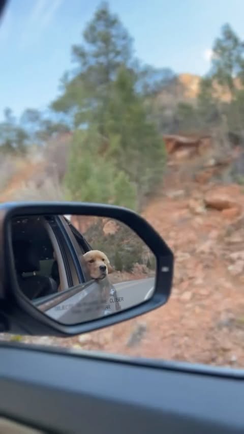 Instagram post by @thegoldenboy_bowie for Hertz. Caption reads: [...] the road to Goldens in Golden with the....