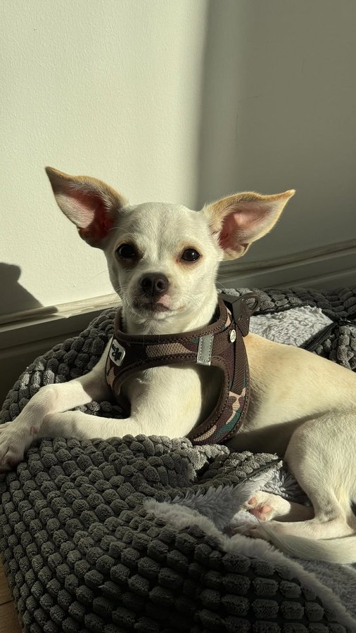 Instagram post by @nadia_dailyself for Burns Pet Food. Caption reads: Thanks to @burnspet for giving me the opportunity....